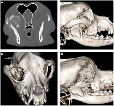 Case report: Sepsis secondary to infected protracted parotid sialocele after maxillofacial oncologic surgery in a dog